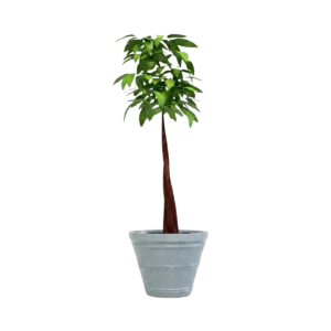 Jardineras urbanas